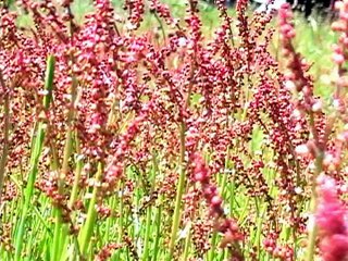 May Flowers (Gustafson-Zook)