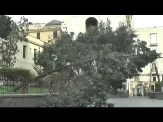 Napoli - Maltempo, cade un pino a Santa Chiara (09.02.15)