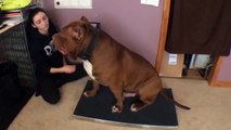 Hulk, le plus gros pitbull du monde !