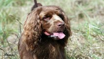 Leash Training Your Pit Bull Terrier - Dog Training Advice