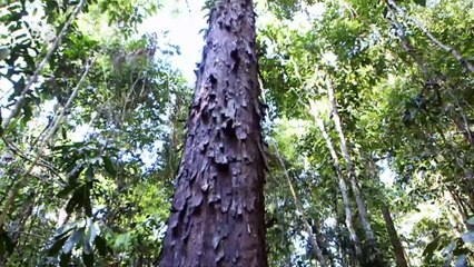 Brazil: The Pau Brasil National Park | Global 3000