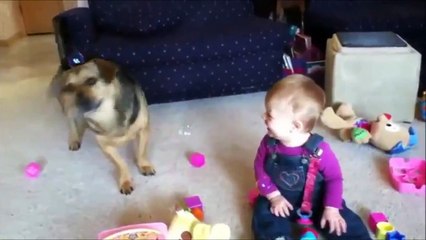 WHEN DOGS & BABIES COLLIDE.mp4 Top funny fail,best funny movies