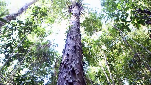 Zwischen Wirtschaftswachstum und Umweltschutz | Global 3000