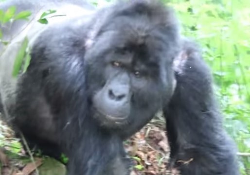 Explorer Gets Face-To-Face With Terrifying Silverback Gorilla