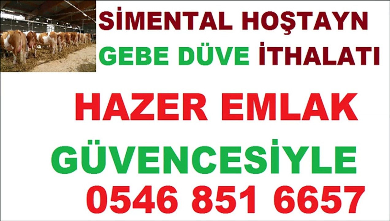 KIRKLARELİ SATILIK GEBE DÜVE HAZER EMLAK HAYVAN İTHALATI