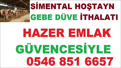 KIRKLARELİ SATILIK GEBE DÜVE HAZER EMLAK HAYVAN İTHALATI