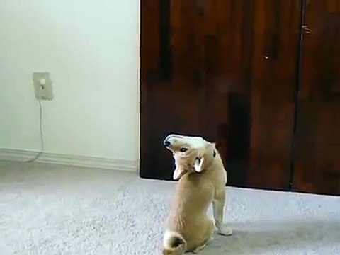 Funny dog can look 360 around - Собака может смотреть 360 градусов ))