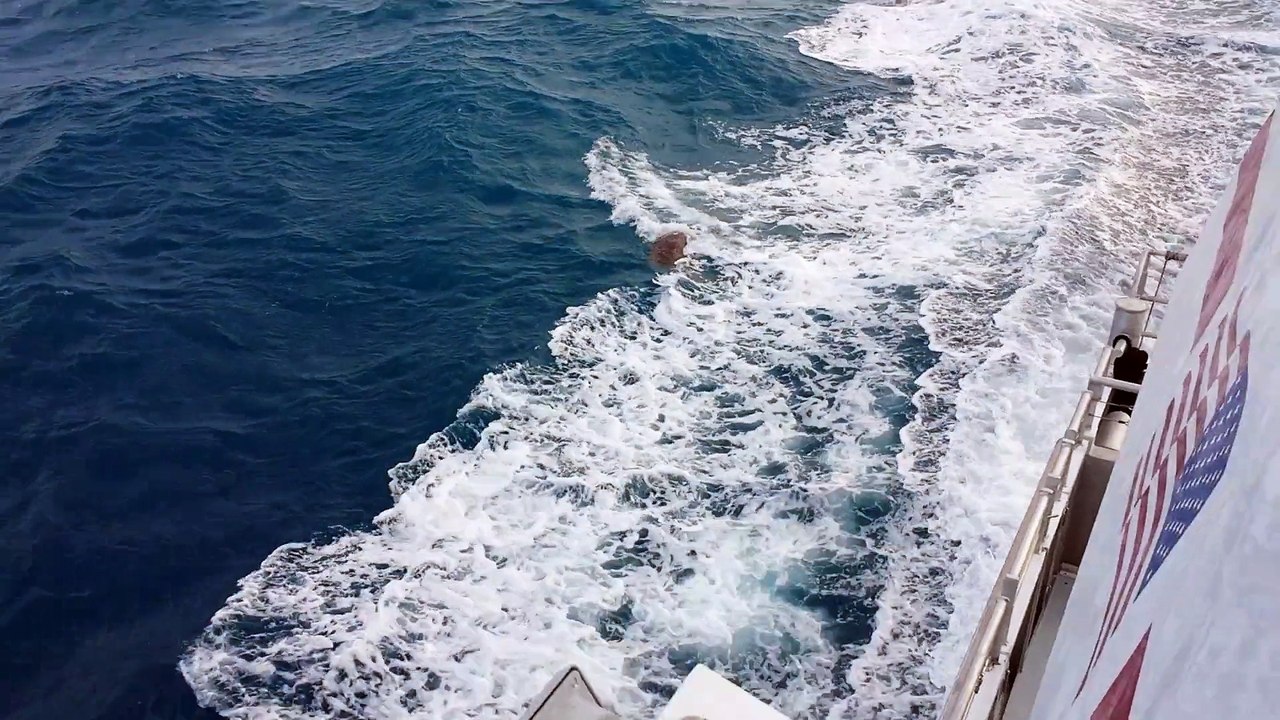 Dry Tortugas ride sea turtle