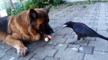 Raven and Dog play ball - Ворона и собака играют с мячом.