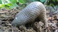 Pangolin looking for ants - Странное животное  Панголин !