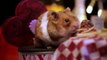 Tiny Hamsters Eating Tiny Valentine's Day Dinner Will Make Your Big Heart Explode