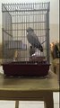 الرمادي الافريقي الداهيه مليان كلام african gray parrot