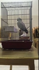 الرمادي الافريقي الداهيه مليان كلام african gray parrot