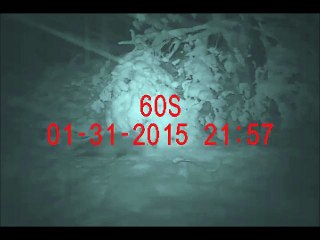 nuit d'hiver février 2015 blaireau et brocard en velours2