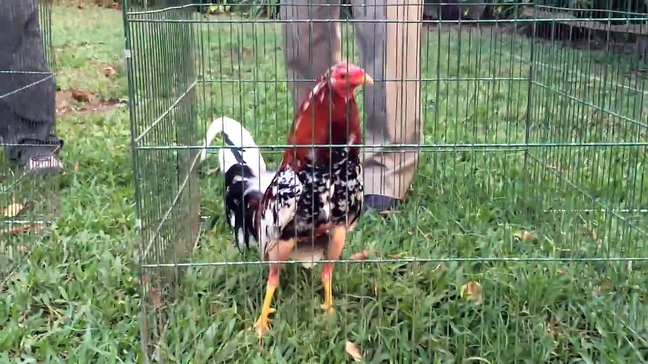 GALLOS LISTOS PELEA