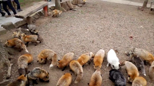 Zao Kitsune Mura : Le village dédié aux renards