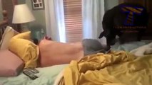 Cute dogs waking up owners - Funny dog compilation