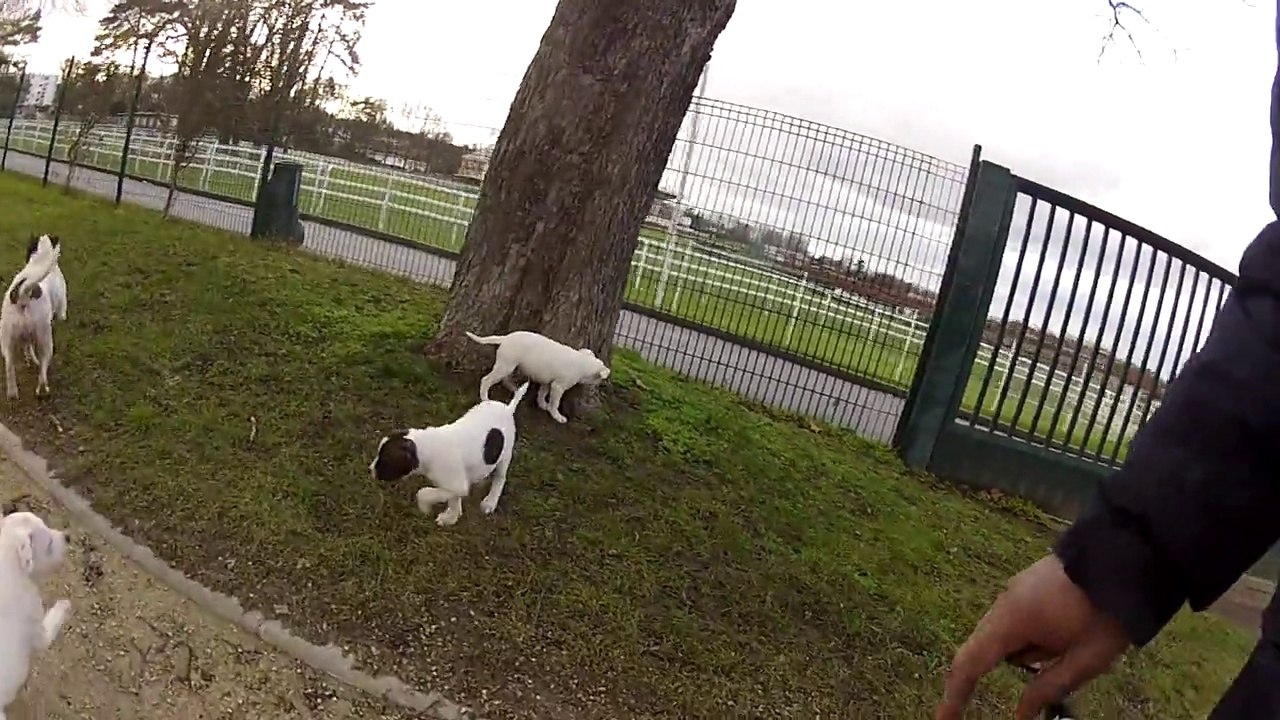Chiots Tyson & Pepsi (Junggle,Jazz,Jackson) 02/02/2015 Part2 HD