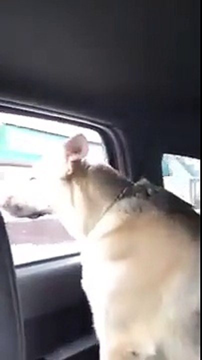 German Shepard sings to Animals