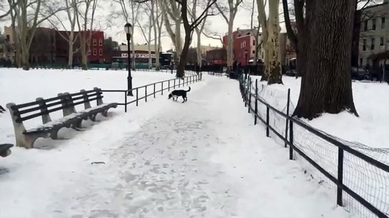 YouTube: Joven se burla de su perro, pero recibe una lección