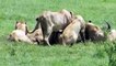 Buffalo Vs Lions  - 100 Buffaloes Attack 7 Lions - Nature Attack