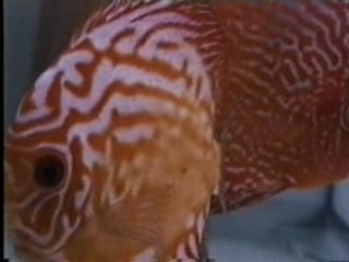 Anne sırtına çıkış