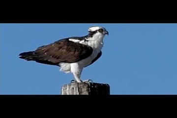 Bird Gives Big Surprise!
