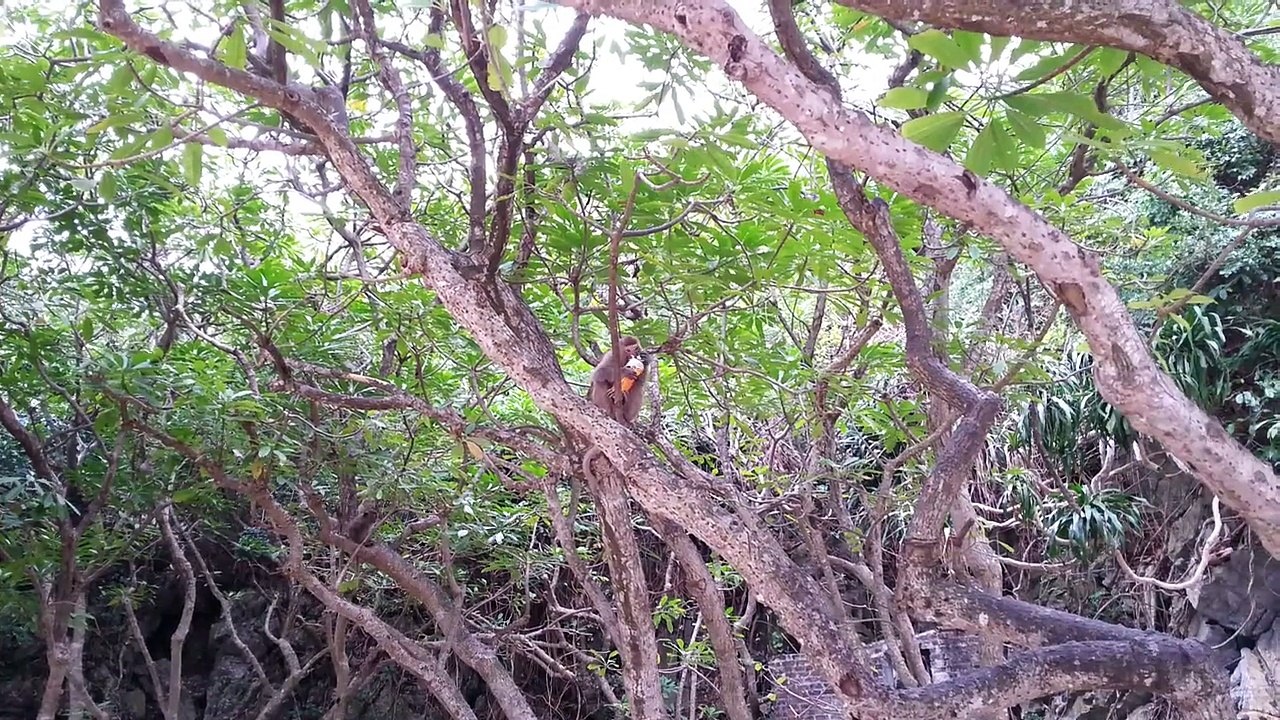 Cat Ba (Baie d'Halong)