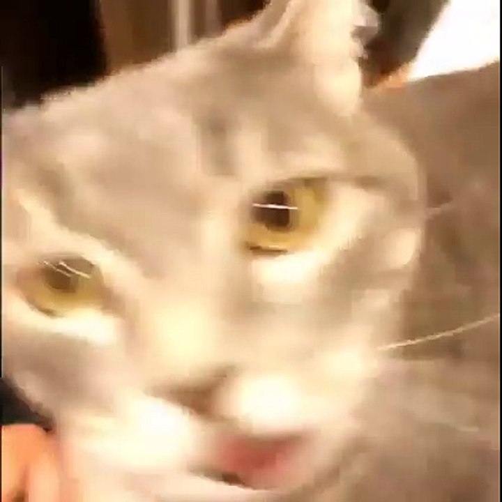 amusing cat