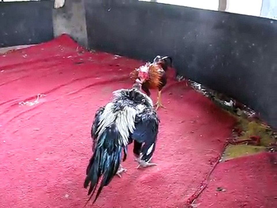 ไก่พม่าดาวรุ่งตัวที่4 จากส.อิสระไก่ทอง เหล่าฤาษีตาไฟ  ต้น บุเรงนอง