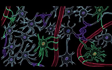 Khan Academy - Blood Brain Barrier and Vasogenic Edema