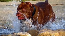 World's Biggest PITBULL dog : 173lbs,  17 months old.