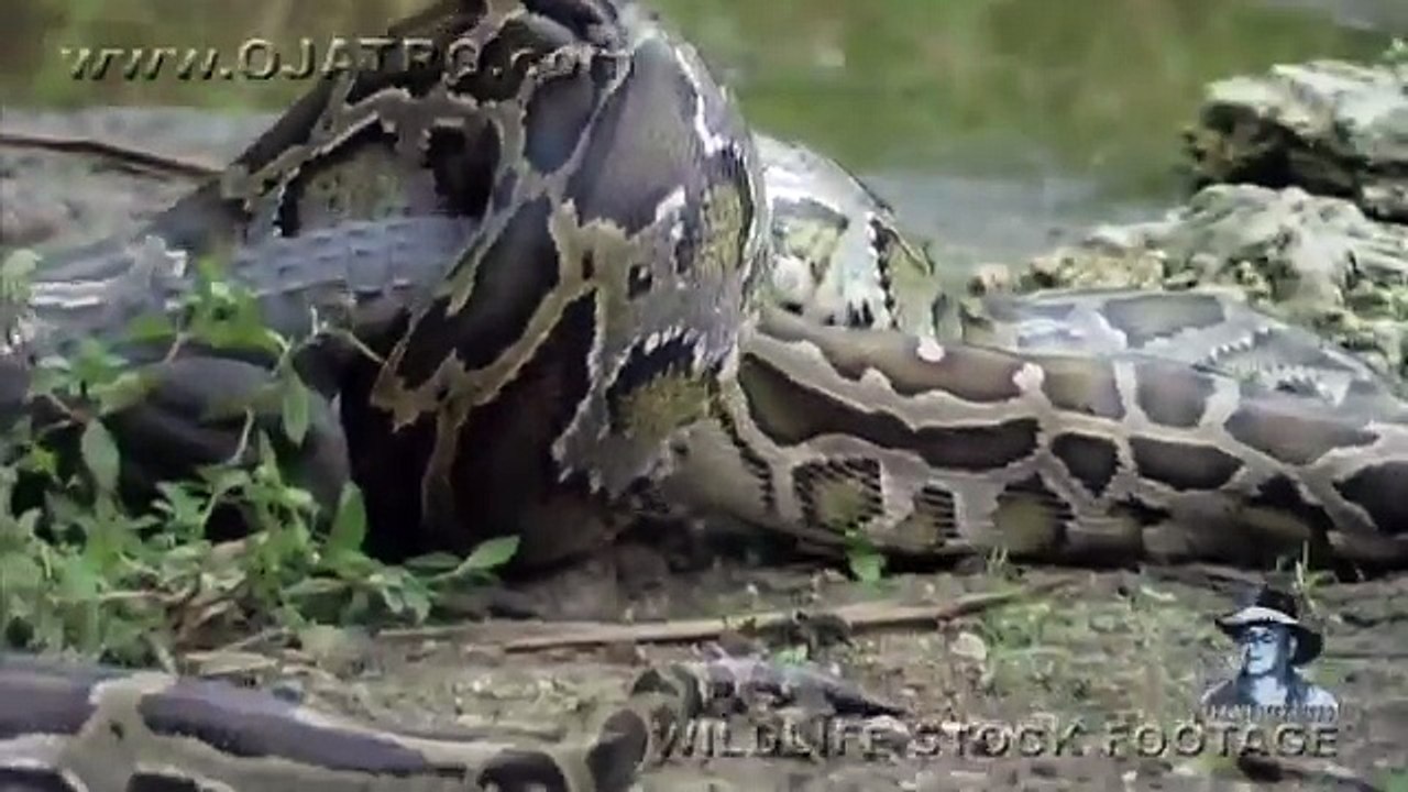 Python eats Alligator .Time Lapse Speed x6 1)