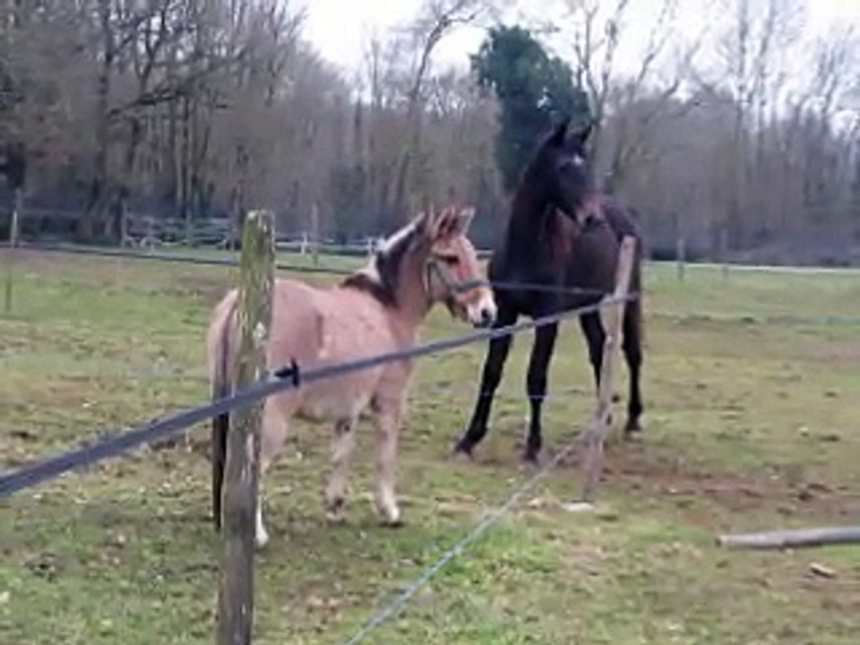 Arisson et Popsy