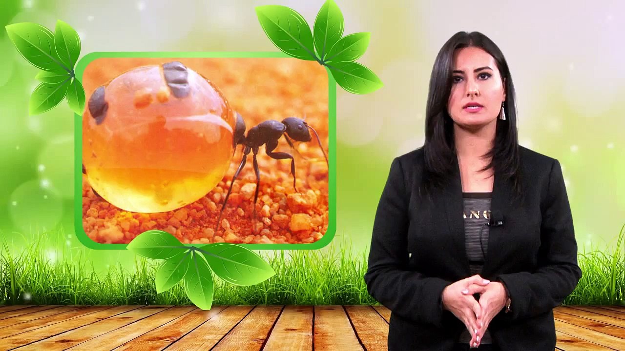 Ülviyyə Əlizadə - Bal qarışqaları