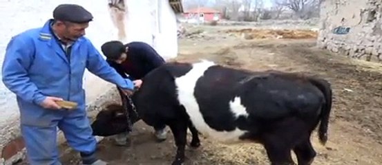 Bu da ay yıldızlı inek