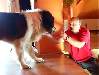 Big dog that cant walk down stairs