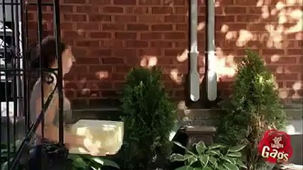 Face door knocker prank!mp4