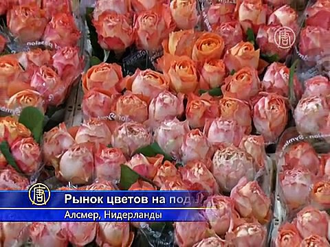 Крупнейший рынок цветов готовится ко Дню Валентина