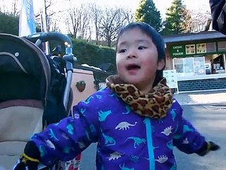 Токио: в зоопарке ловили сбежавшего «снежного барса»