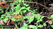 Massive Effort Ensues As Monarch Butterfly Population Declines By Nearly One Billion