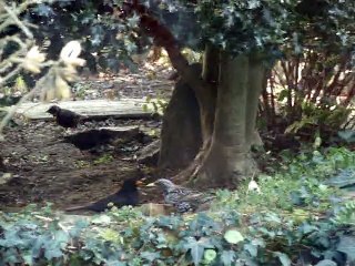 Etourneau handicapé et merle