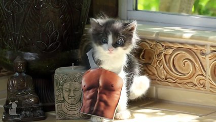 50 Shades of Grey Trailer - Cute Kitten Edition