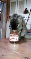 Cat loves Nutella... More Amazing Article , Please Visit http://buzzlife.com.tw