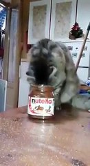 Cat loves Nutella... More Amazing Article , Please Visit http://buzzlife.com.tw