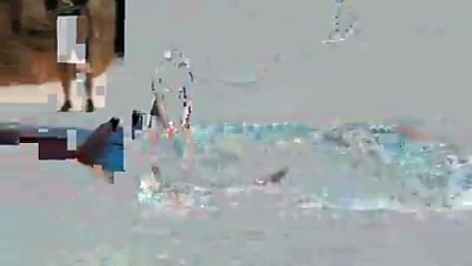 dolphins showmust watch