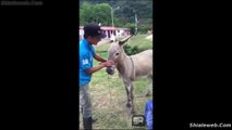 UN GORDO MONTA UN BURRO SALVAJE CAIDA Y PORRAZO POR UN RREPARO