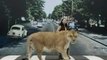 OMG!! Liger, Biggest Lion of the World - Father is Lion & Mother is Tiger