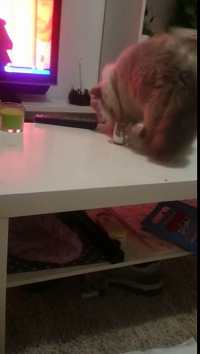 chat méchant
