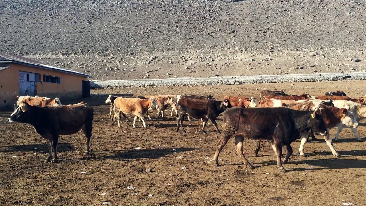 KARSTA  SATILIK DANALAR - KURBANLIK DANALAR , BESİLİK DANALAR , YAYLIMLIK DANALAR , DAMIZLIK DANALAR ,
